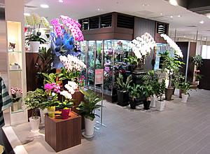 大丸梅田店 リニューアルｏｐｅｎ 花屋ブログ 大阪府大阪市北区の花屋 サトウ花店本店にフラワーギフトはお任せください 当店は 安心と信頼の花キューピット加盟店です 花キューピットタウン